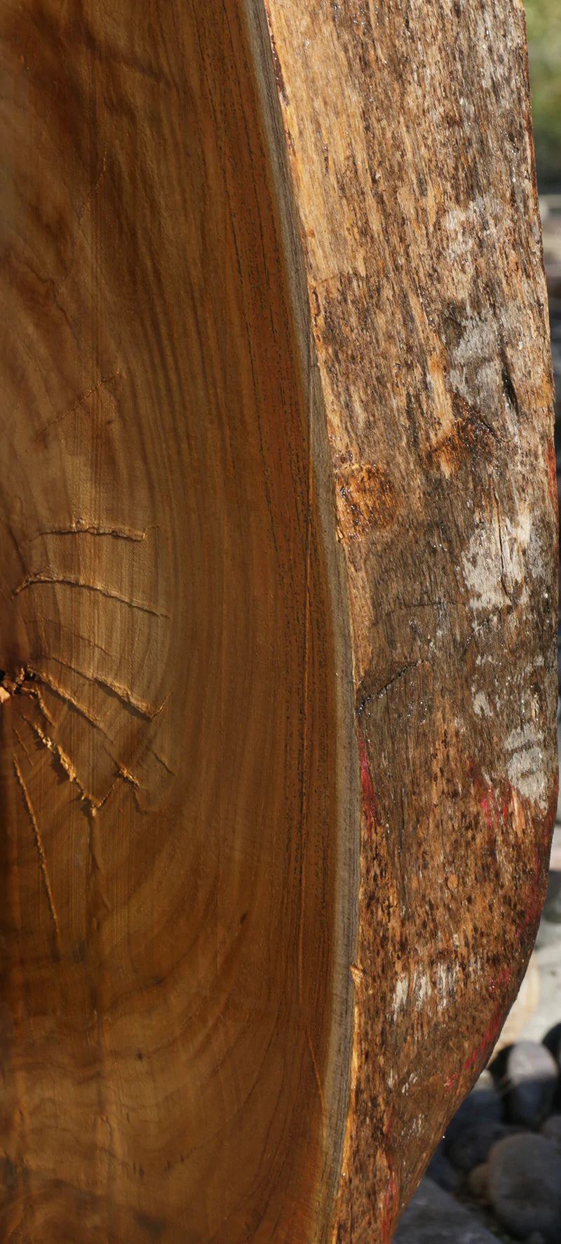 Genuine Teak Live Edge Slab (Freight Shipping Required)